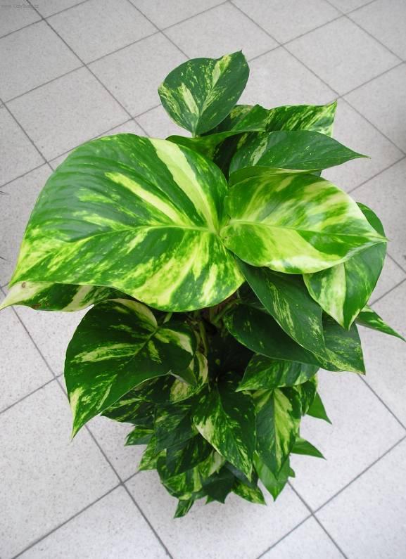 Foto: Potos-Z vlastní sbírky