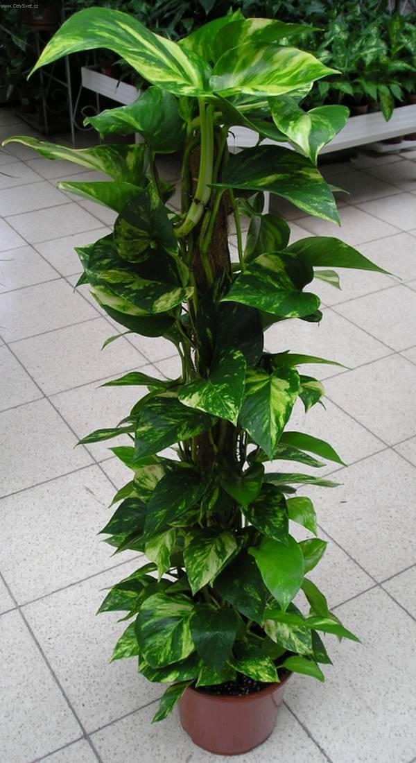 Foto: Potos-Z vlastní sbírky