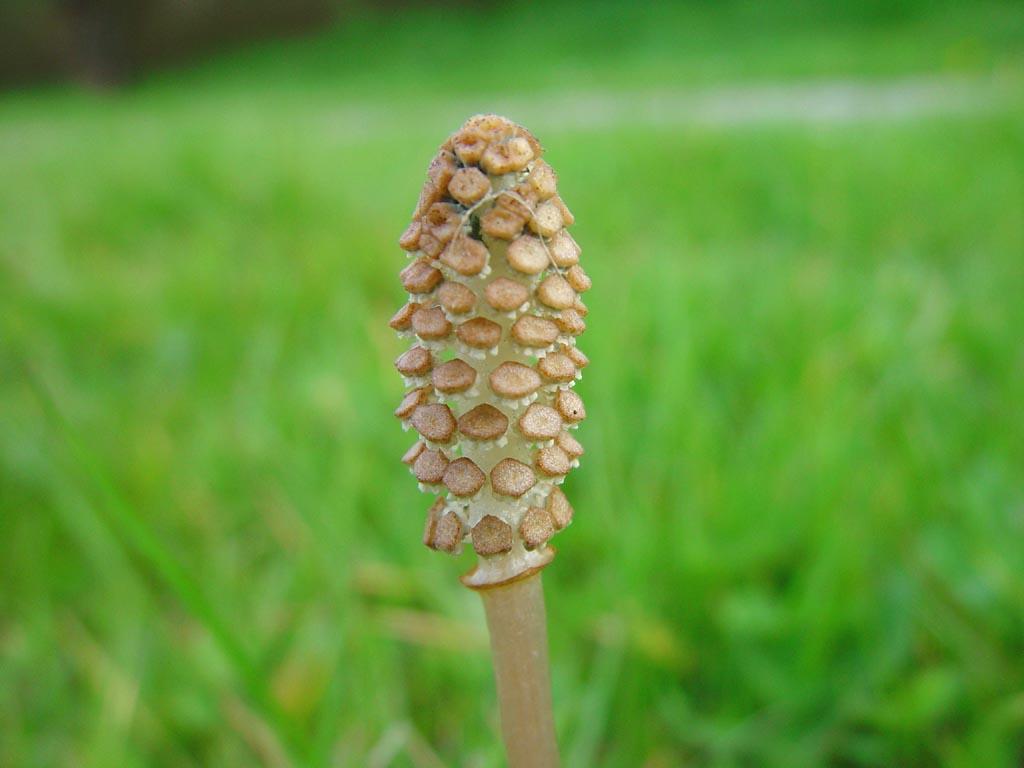 Foto: Přeslička Rolní