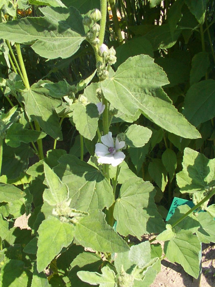 Foto: Prvosenka Jarní