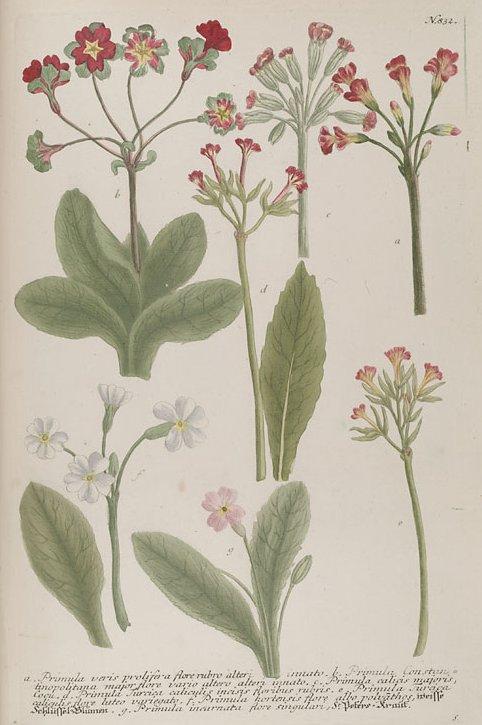 Foto: Prvosenka Jarní