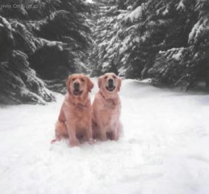 Foto: Psí modlitba, psí zákony, pravidla