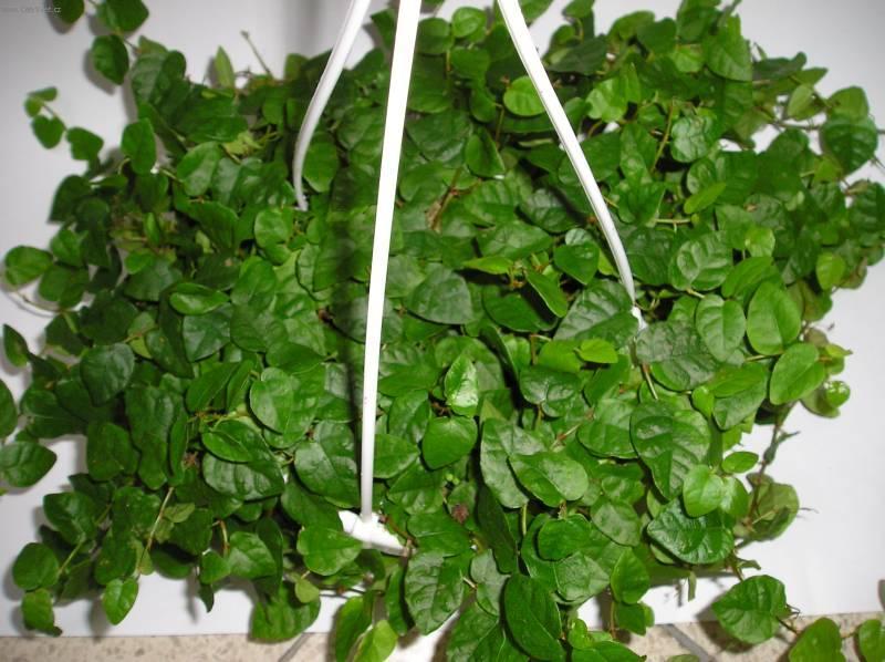 Fotky: Fikus drobouk (foto, obrazky)