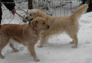 Foto: Rady chovatelům psů