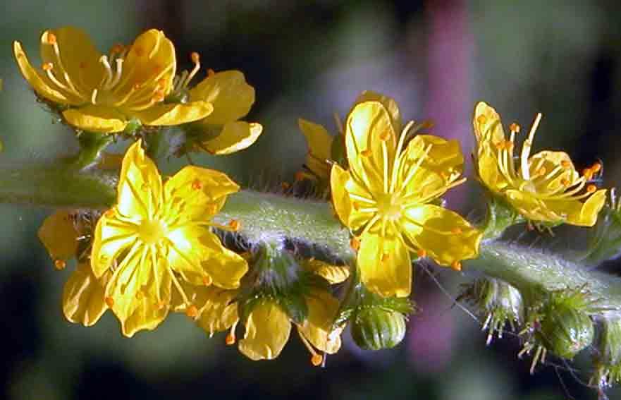 Foto: Řepík Lékařský