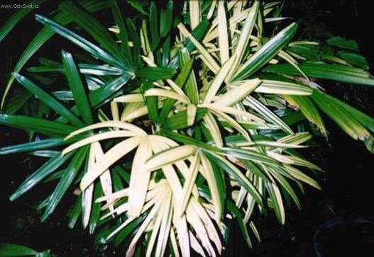Foto: Rhapis, palmenka nízká