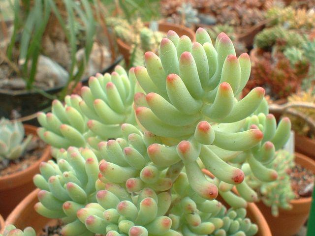 Foto: Rozchodník-Sedum pachyphyllum