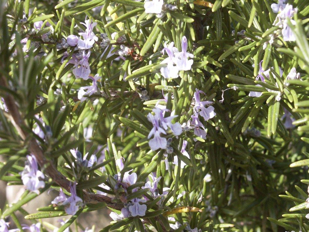 Foto: Rozmarýna Lékařská