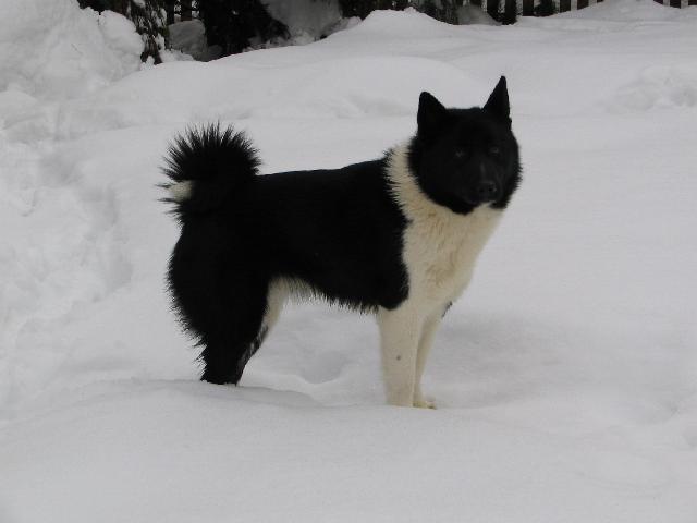 Foto: Ruskoevropská lajka-Faust. Majitelka: Dalibor Pavézka