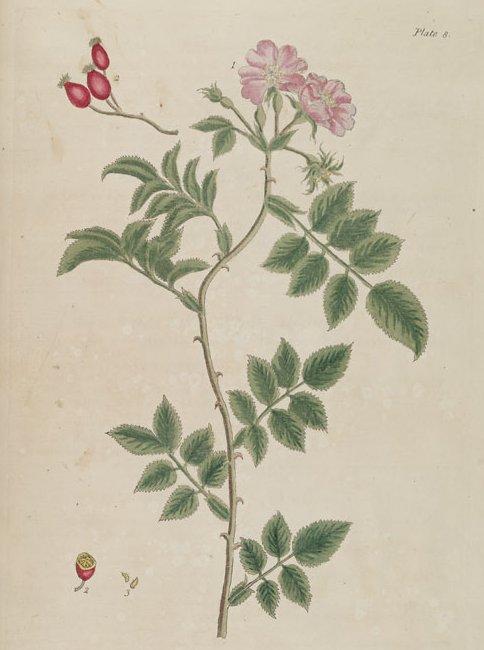 Foto: Růže Šípková