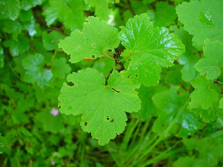 Foto: Rybíz Černý