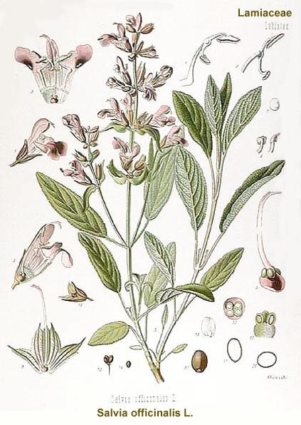 Foto: Šalvěj Lékařská