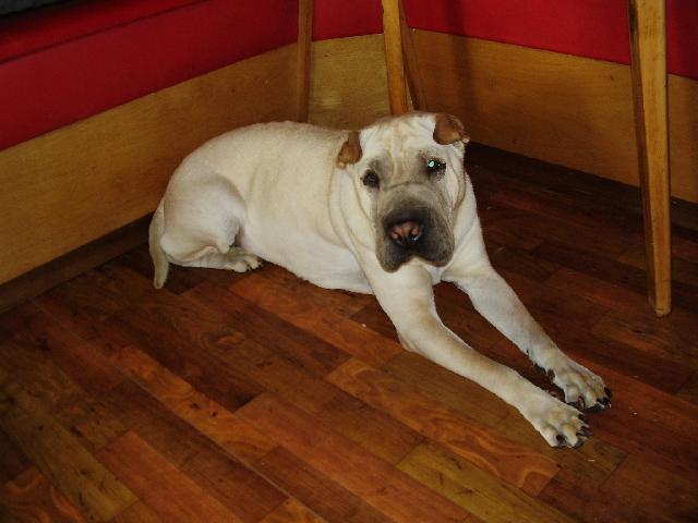 Foto: Šarpej-Gituška. Majitelka: Kateřina Kuglerová (Naše Gituška je hodně tvrdohlavá, ale moc hodná fenka. Jsou jí 4 roky, zatím neměla štěňátka.)