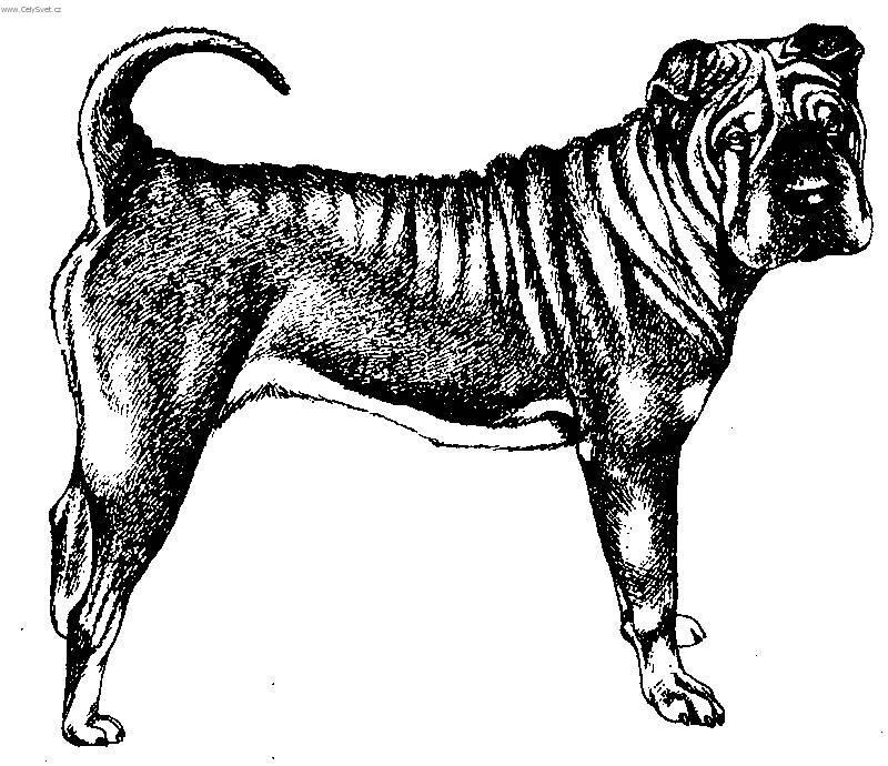 Foto: Šarpej-Kresba