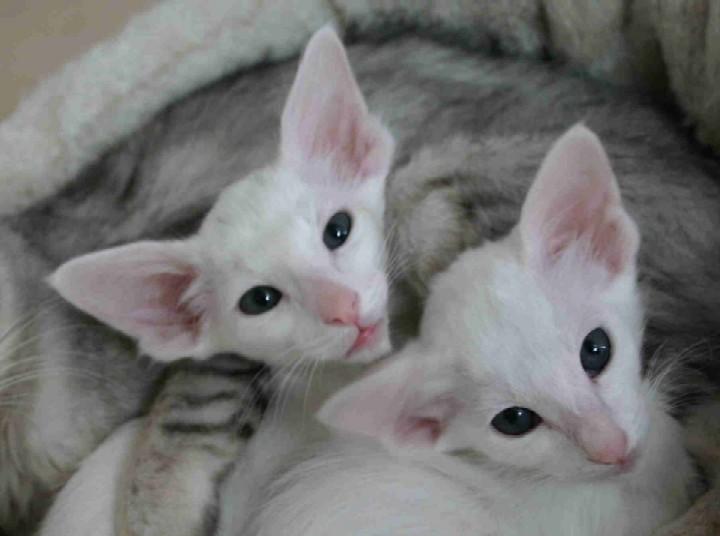 Foto: Seychelská kočka-CHS: z Valimaru *Cz