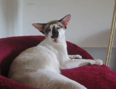 Foto: Seychelská kočka-CHS: z Valimaru *Cz