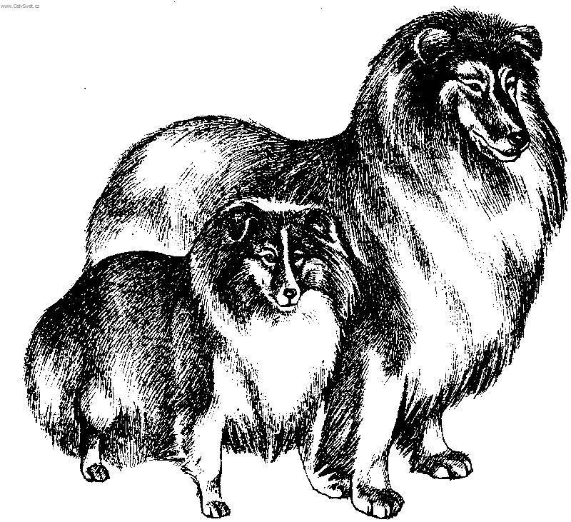 Foto: Sheltie-Kresba: porovnání Kolii a Sheltii