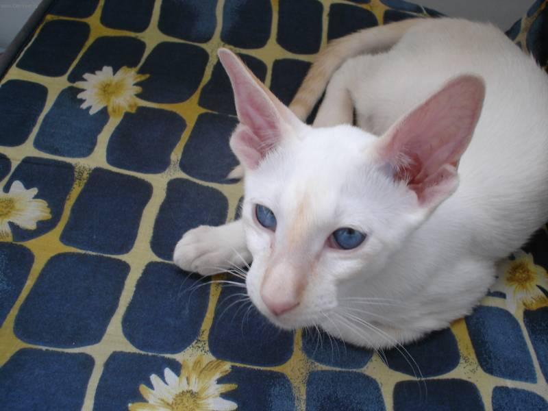 Foto: Siamská kočka-Majitelka: Heda