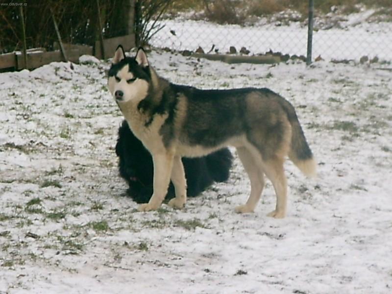 Foto: Sibiřský husky-Petřík. Majitelka: Grdinová