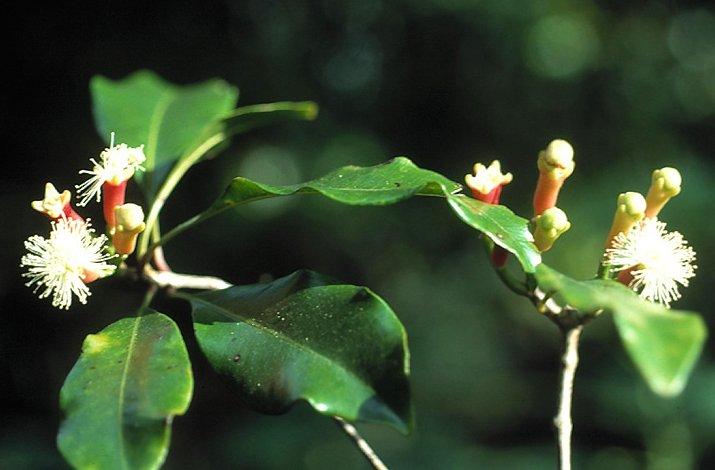Foto: Sibiřský Ženšen