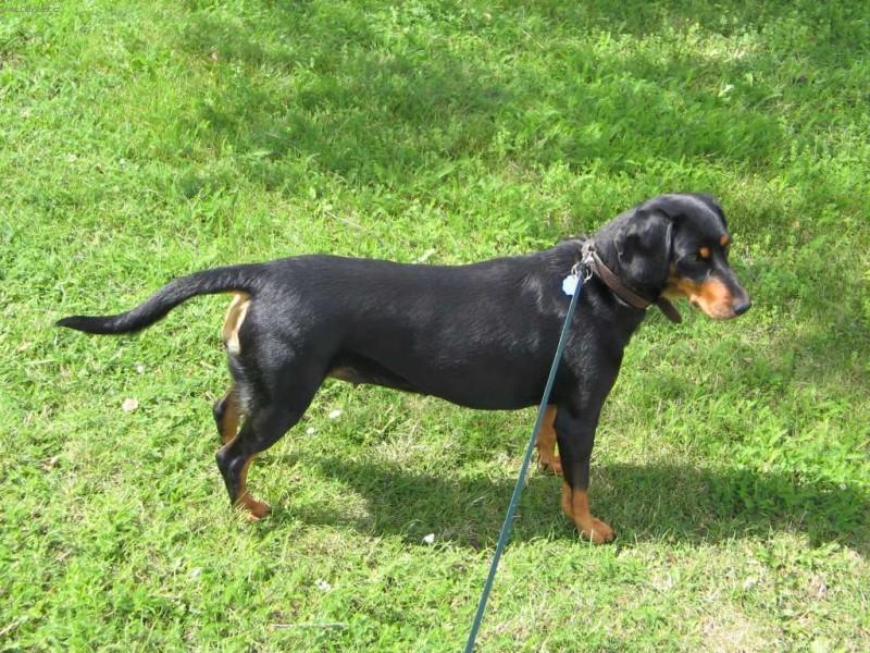 Foto: Slovenský kopov-5 let stará fenka. Majitel: Milo Hodek