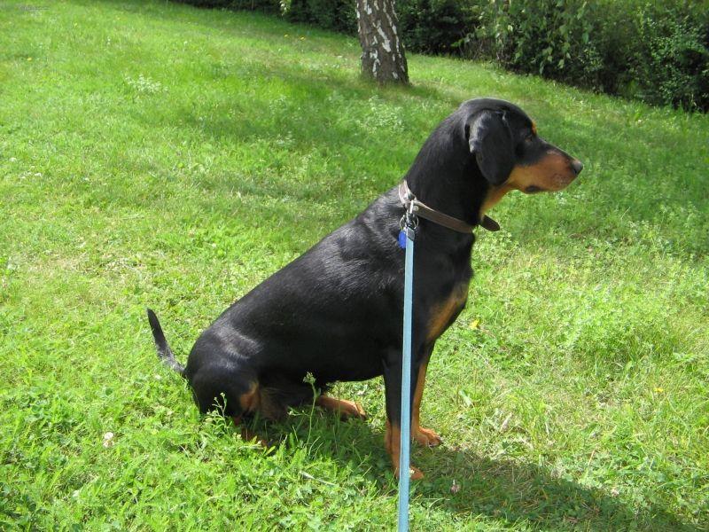 Foto: Slovenský kopov-5 let stará fenka. Majitel: Milo Hodek