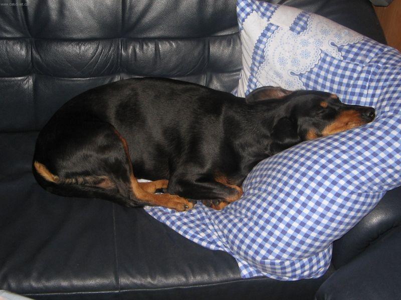 Foto: Slovenský kopov-5 let stará fenka. Majitel: Milo Hodek