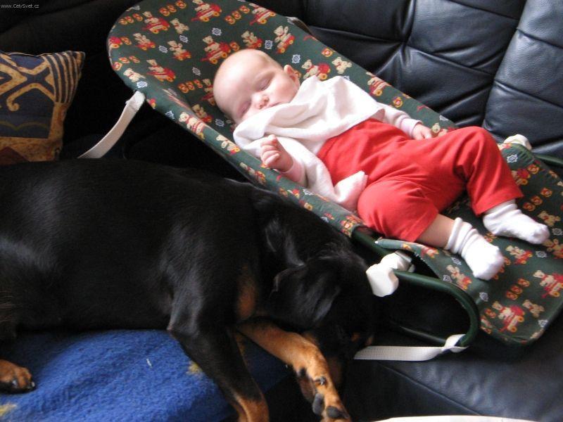 Foto: Slovenský kopov-5 let stará fenka. Majitel: Milo Hodek