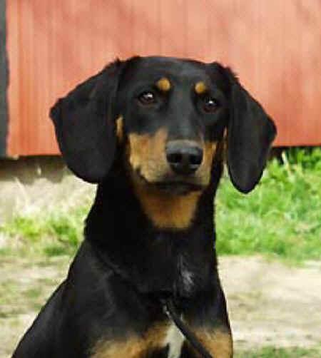 Foto: Smalandský honič