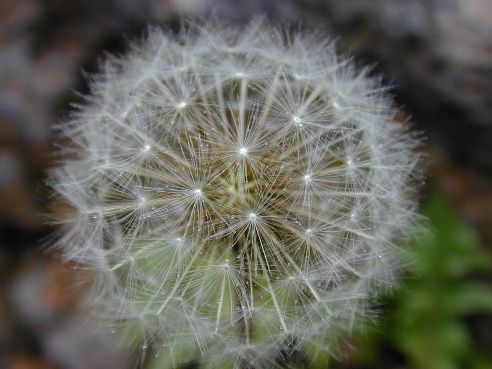 Foto: Smetanka Lékařská