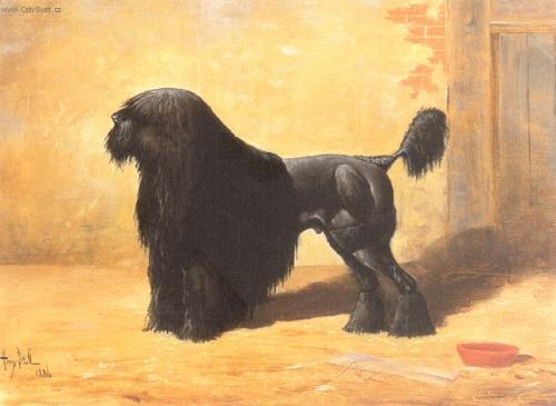 Foto: ňůrový pudl-Obraz: Henry Stull 1886 rok