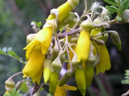 Foto: Sparmánie, pokojová lipka