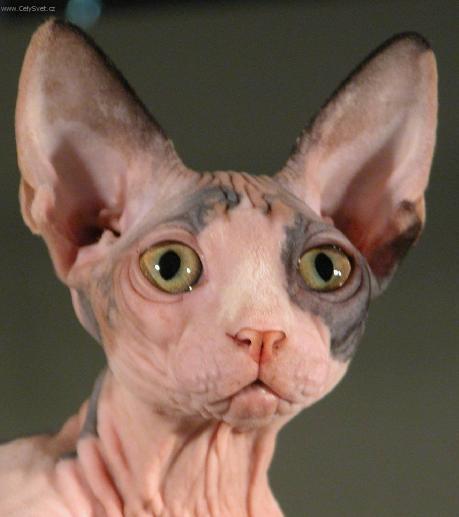 Foto: Sphynx