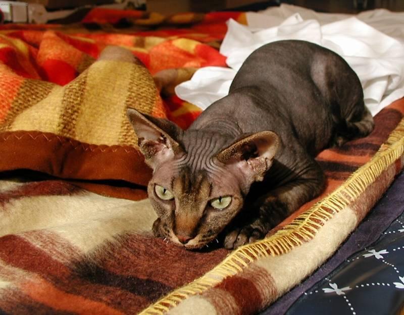 Foto: Sphynx-Majitelka: Blanka