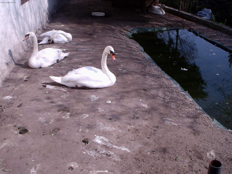 Foto: Stanice pro hendikepované živočichy