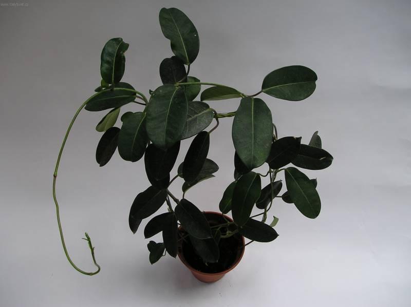 Foto: Stefanotis, věncovec květnatý-Z vlastní sbírky