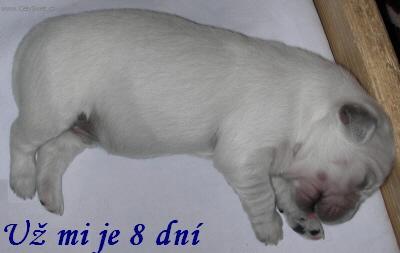 Foto: Štěně a vše o něm