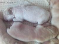 Foto: Štěně a vše o něm