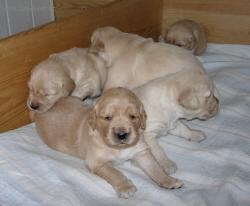 Foto: Štěně a vše o něm