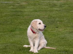 Foto: Štěně a vše o něm