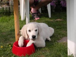 Foto: Štěně a vše o něm