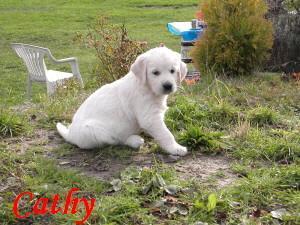 Foto: Štěně a vše o něm