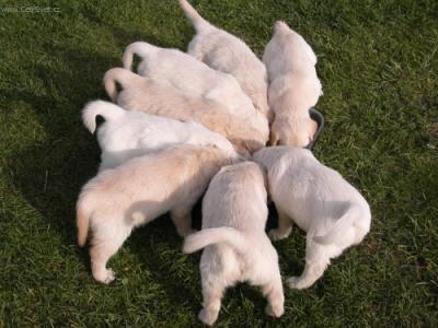 Foto: Štěně a vše o něm