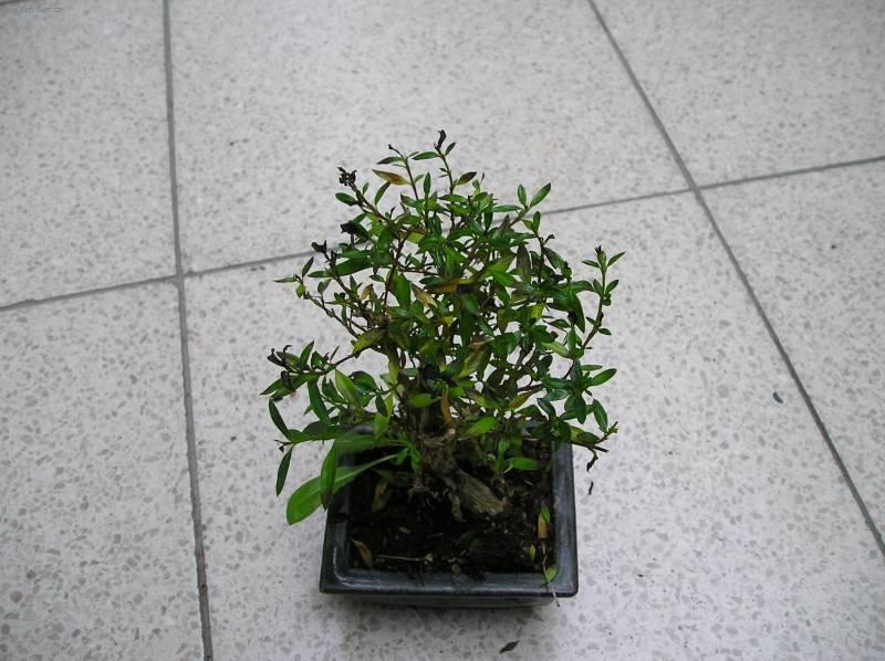 Foto: Strom tisíce hvězd, serisa-Z vlastní sbírky