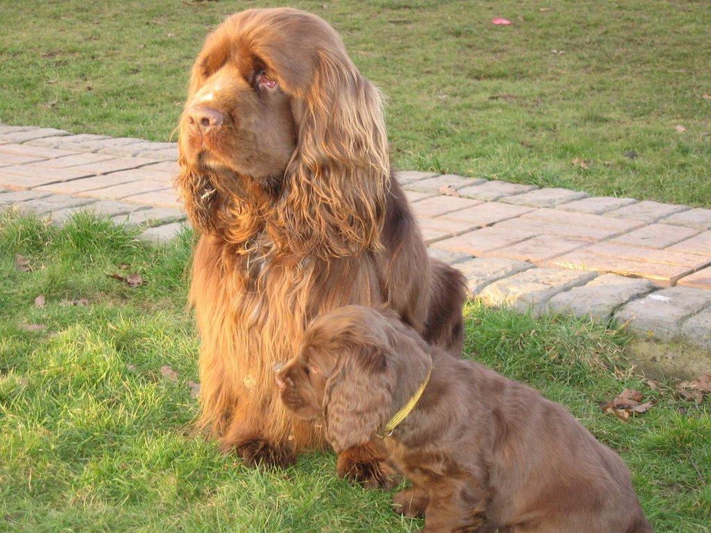 Foto: Sussex paněl-Barney (Sovaroma Sussex Spaniels)