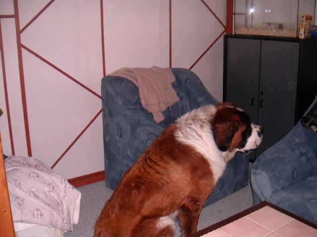 Foto: Svatobernarský pes-Náš Bonifácek. Majitelka: Vojtková Blanka (Tak tohle je náš Bernardýn a říkáme mu Bonifác. Je to úžasnej pes, uvedl se jako dobře hlídající pes k domku. Dokáže vytušit v lidech, kdo je zlej a kdo ne. Jinak je velice milej a přátelskej. Je to opravdu nejle