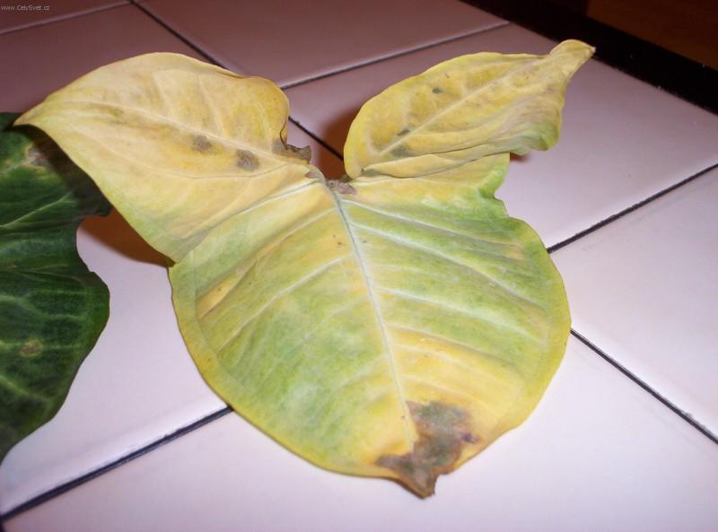 Foto: Světlo je chlebem rostlin