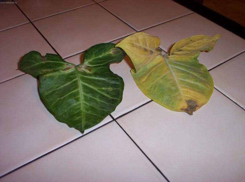 Foto: Světlo je chlebem rostlin