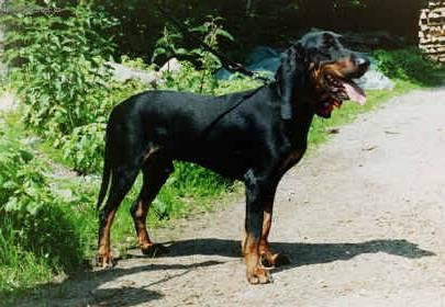 Foto: výcarský malý honič