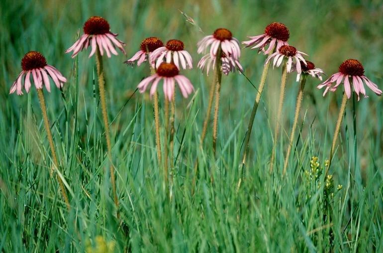 Foto: Terčovka Úzkolistá